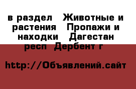  в раздел : Животные и растения » Пропажи и находки . Дагестан респ.,Дербент г.